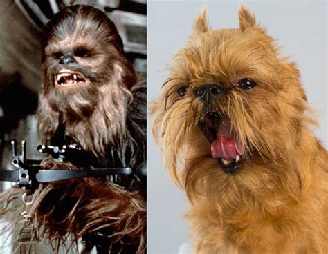 gucci dog star wars|star wars dog breed.